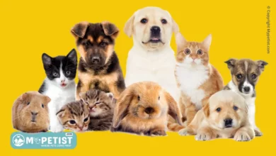how-to-choose-the-right-pet-for-you-a-comprehensive-guide