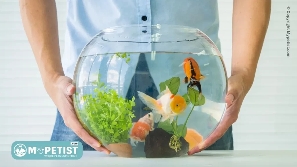 how-to-keep-a-healthy-fish-tank-aquarium-care-for-beginners