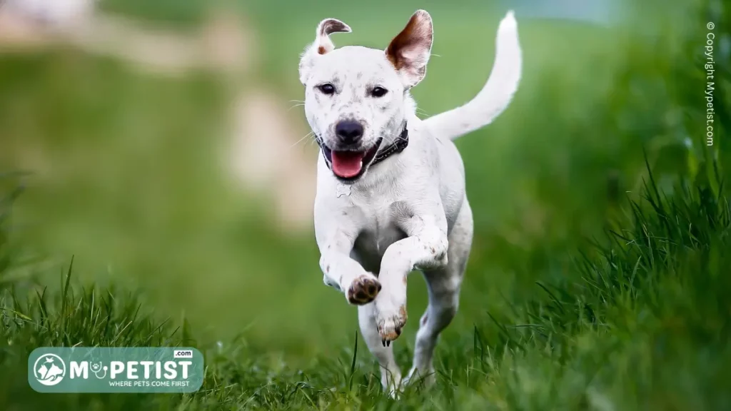 Pet Behavioral Problems: How to Identify and Correct Them 6 how-to-stop-a-dog-from-jumping-on-people