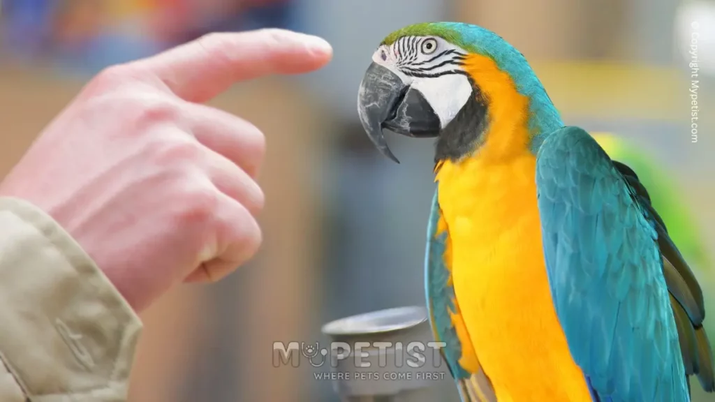 Best Ways to Bond With Your Pet Bird 2 12-tips-on-how-to-train-a-parrot-to-talk