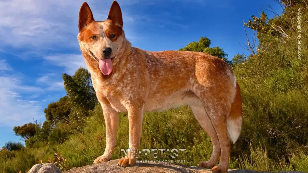 The Top 5 Healthiest Dog Breeds: What Makes Them Stand Out 2 Australian Cattle Dog
