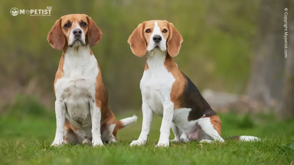 Top 10 Most Popular Dog Breeds: A Comprehensive Guide 9 Beagle