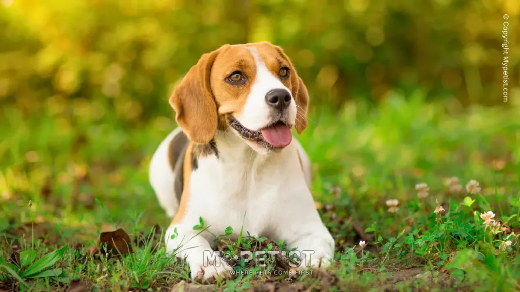 Beagle Dog