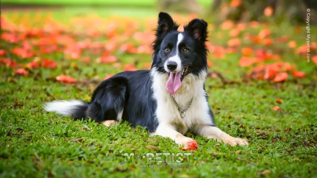 Border Collie Dog