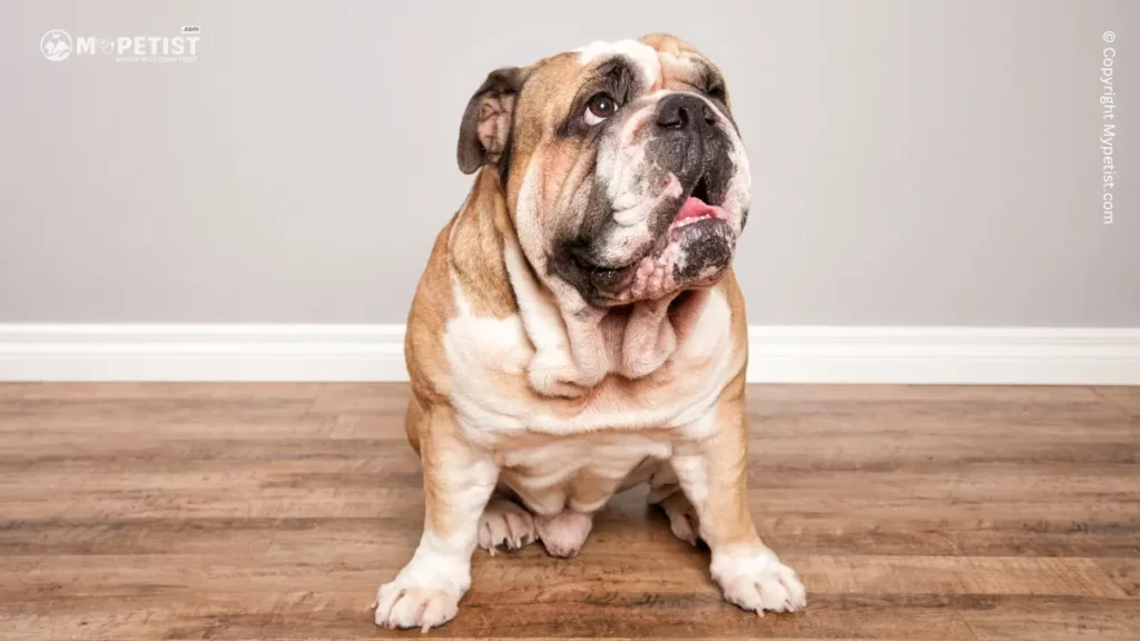 Top 10 Most Popular Dog Breeds: A Comprehensive Guide 8 Bulldog