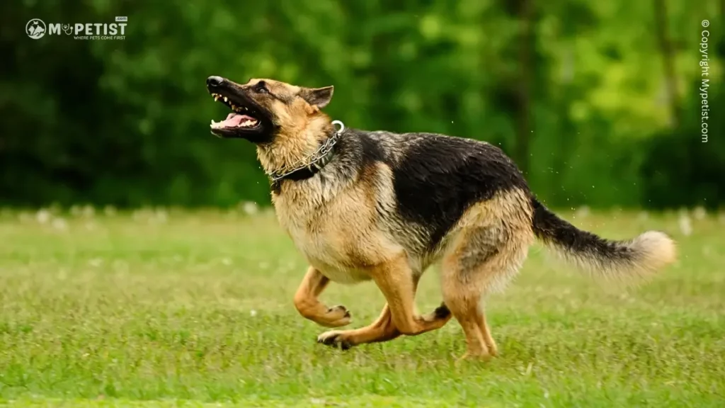 German Shepherd