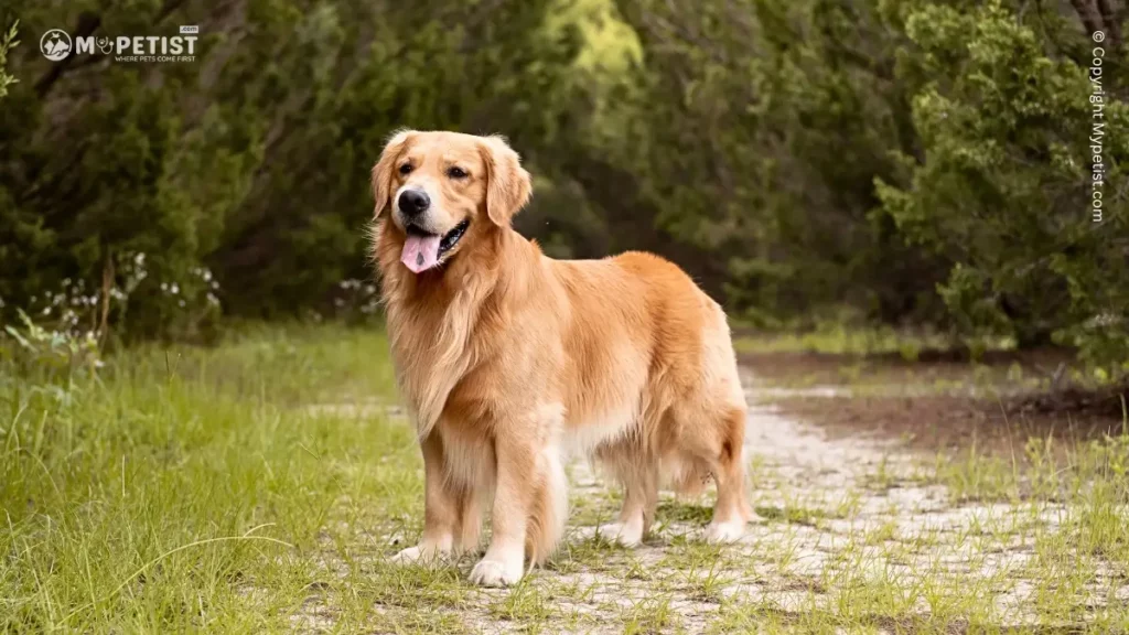 Top 10 Most Popular Dog Breeds: A Comprehensive Guide 6 Golden Retriever