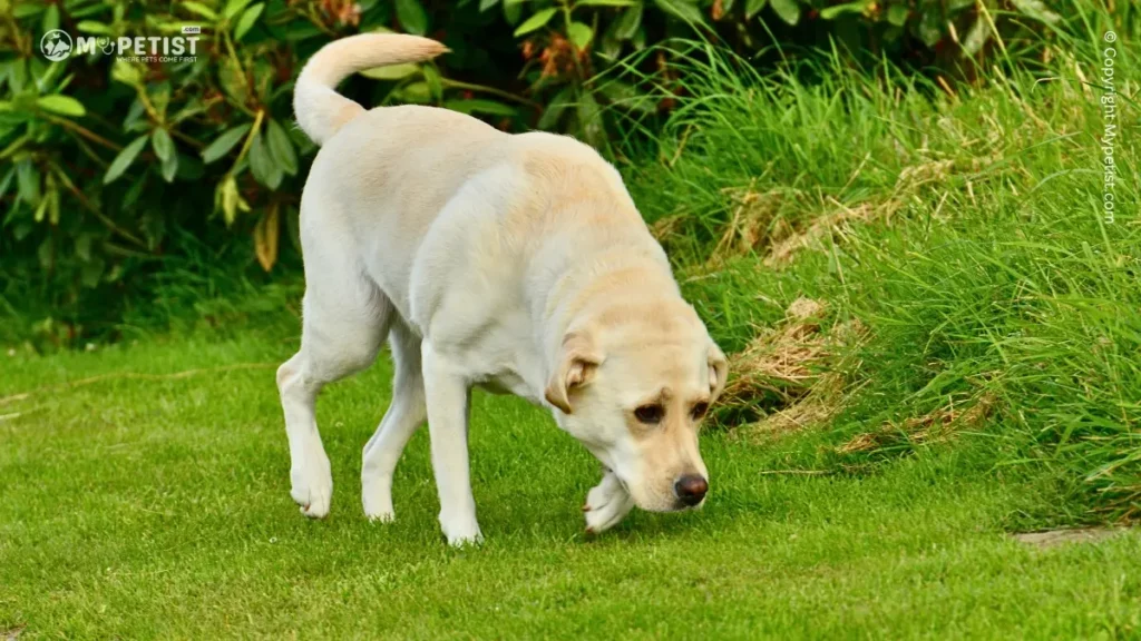 Labrador Retriever