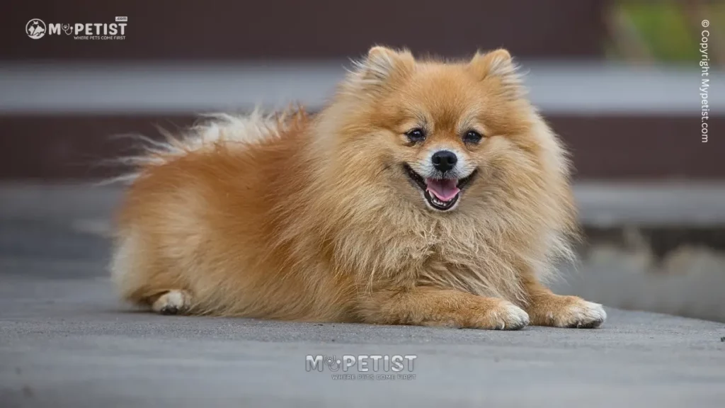 Pomeranian