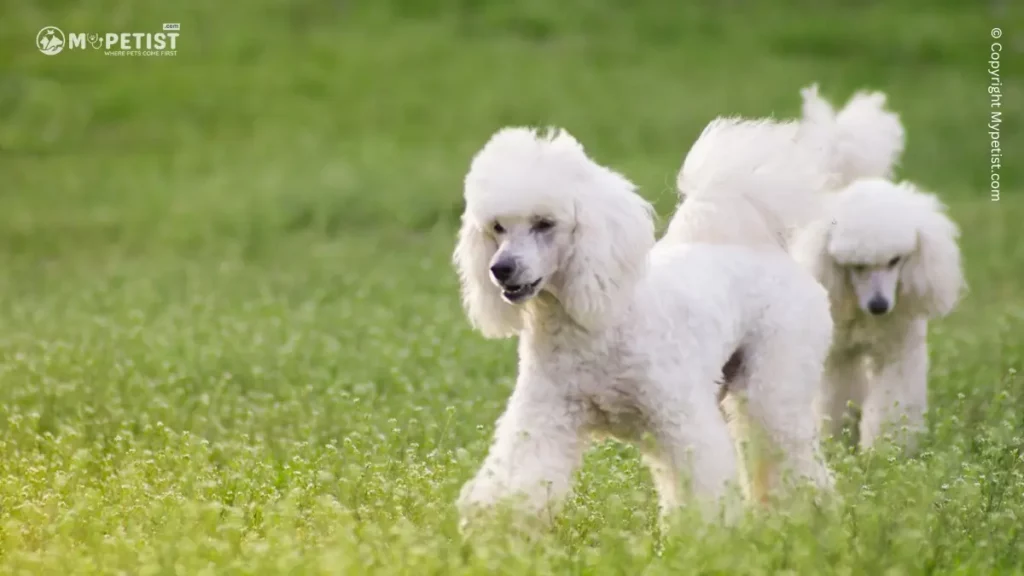 Top 10 Most Popular Dog Breeds: A Comprehensive Guide 10 Poodle