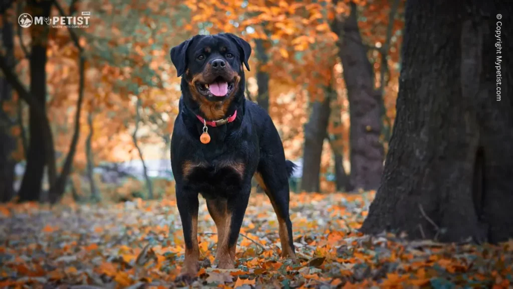 Top 10 Most Popular Dog Breeds: A Comprehensive Guide 12 Rottweiler
