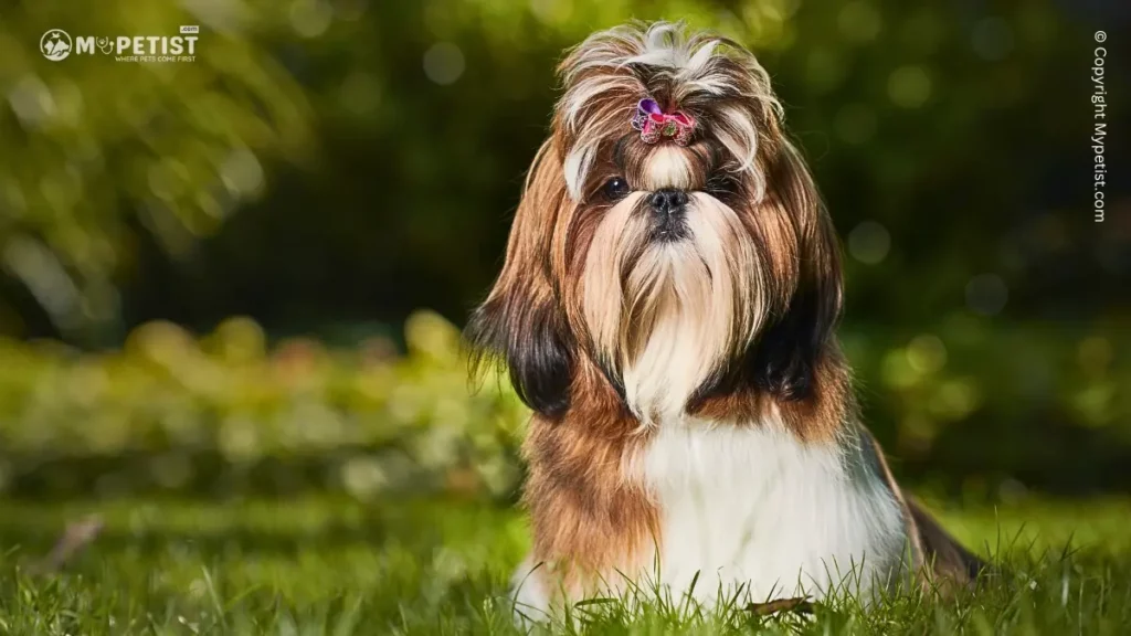 Shih Tzu