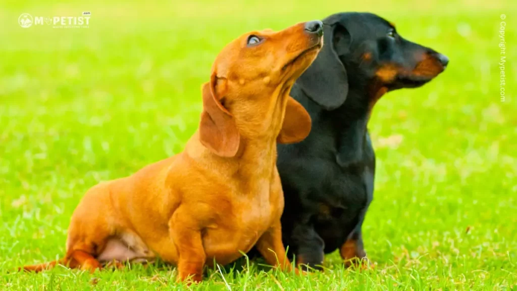 Top 10 Most Popular Dog Breeds: A Comprehensive Guide 13 The Dachshund
