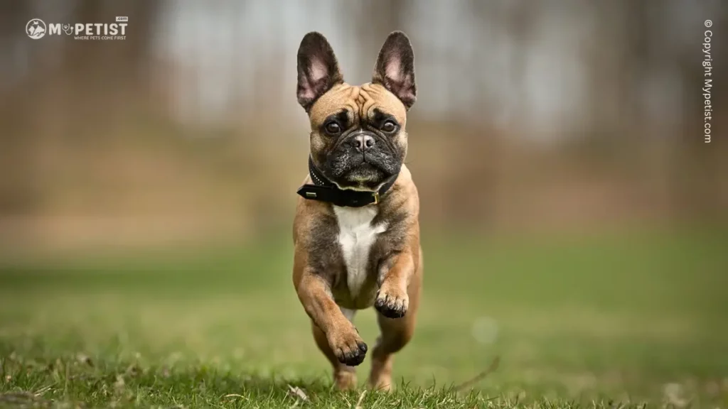Top 10 Most Popular Dog Breeds: A Comprehensive Guide 7 The French Bulldog