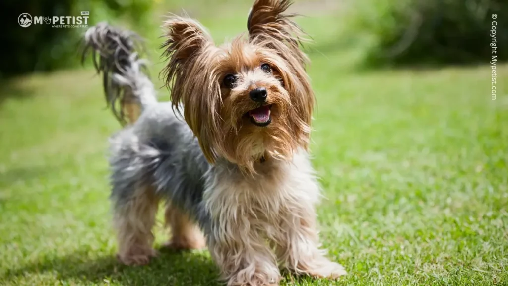 Yorkshire Terrier