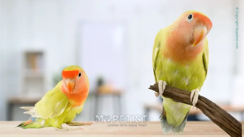 Best Ways to Bond With Your Pet Bird 1 best-ways-to-bond-with-your-pet-bird