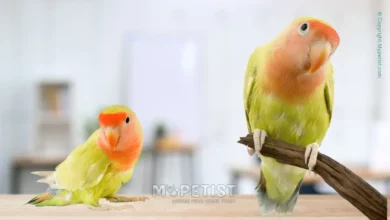 best-ways-to-bond-with-your-pet-bird