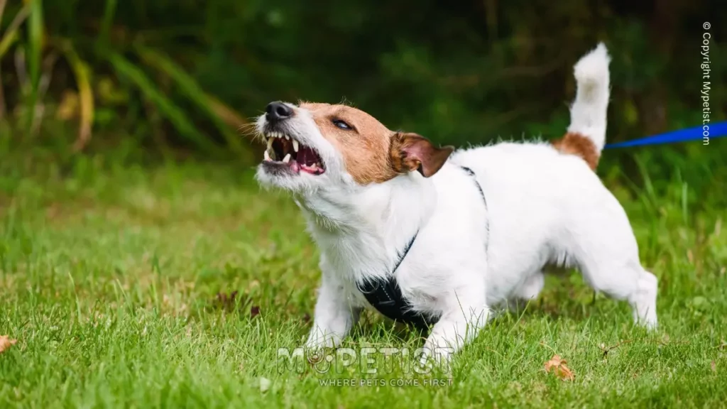 Pet Behavioral Problems: How to Identify and Correct Them 3 dog barking mypetist.com