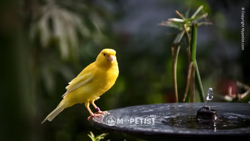 how-to-bathe-your-pet-bird