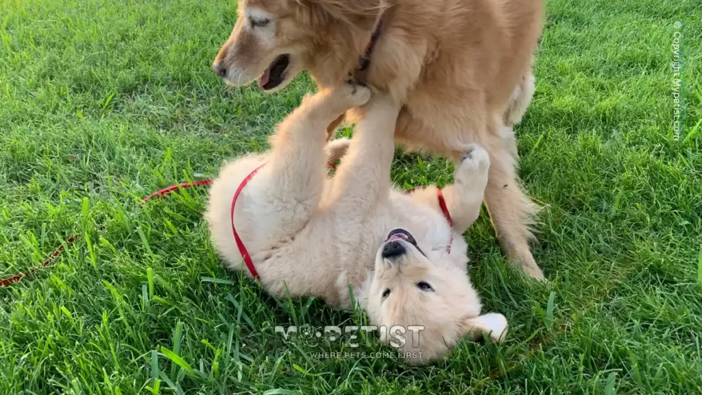 how-to-socialize-a-puppy-with-other-dogs