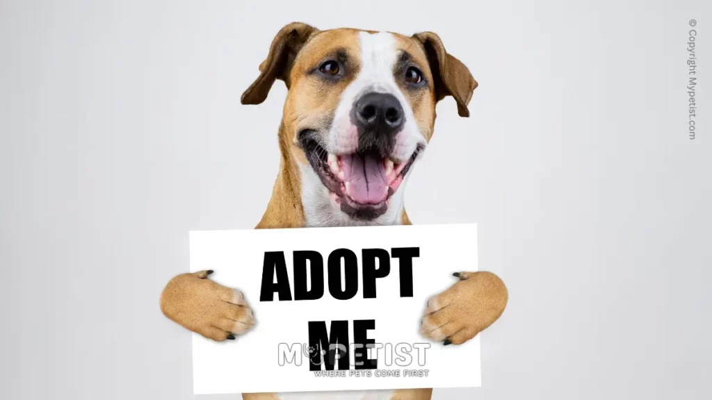 The Benefits of Adopting a Rescue Pet: Saving Lives and Gaining Love 1 the-benefits-of-adopting-a-rescue-pet-adoption