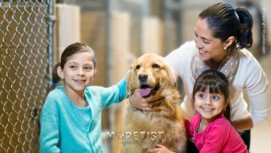 the-benefits-of-adopting-a-rescue-pet-saving-lives-and-gaining-love