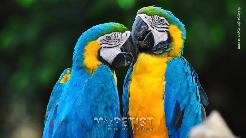 tips on how to train a parrot to talk parrots in the wild