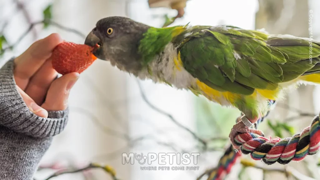 tips on how to train a parrot to talk treats