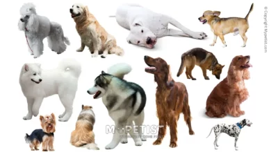 top-10-most-popular-dog-breeds-a-comprehensive-guide