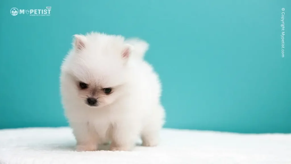 top-10-most-popular-small-dog-breeds-in-the-united-states