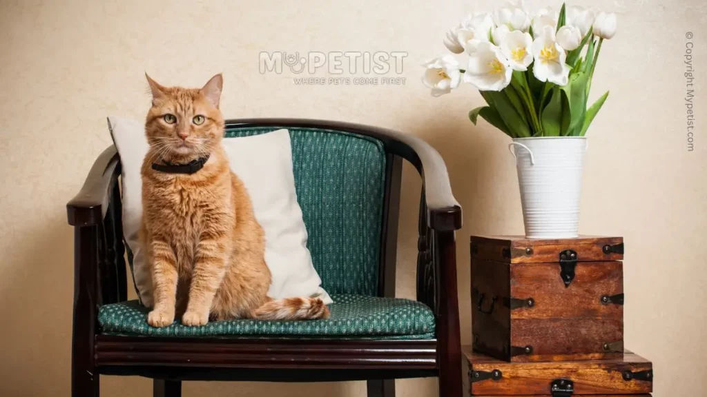 9-best-cat-breeds-for-apartment-living