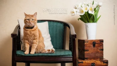 9-best-cat-breeds-for-apartment-living