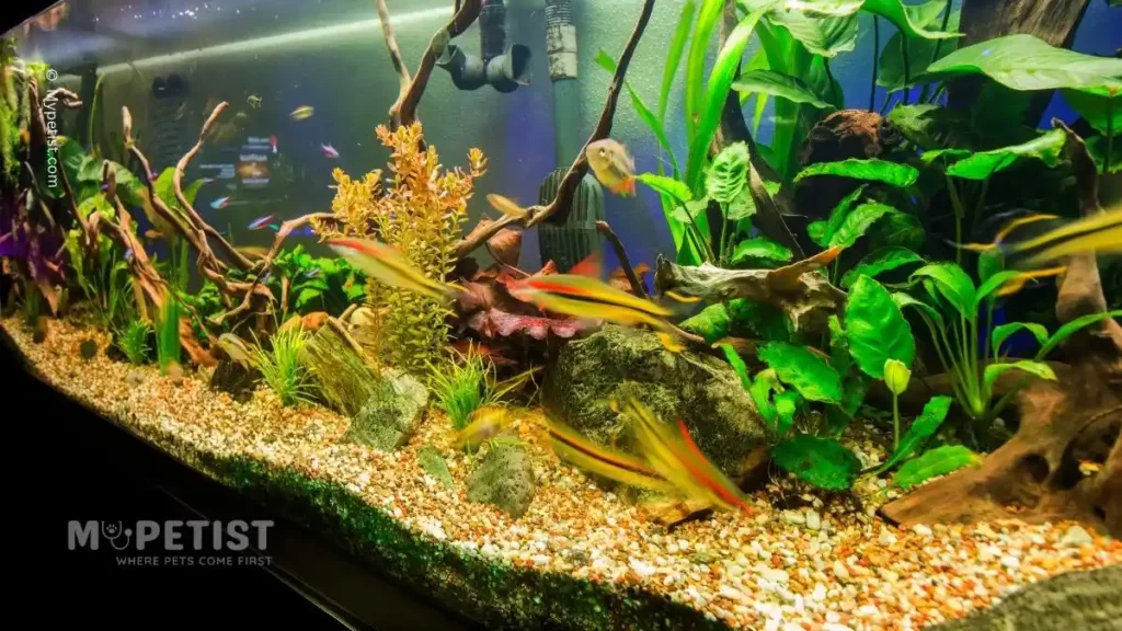 Ultimate Guide To Lighting For Aquarium Plants 2 aquarium-plants