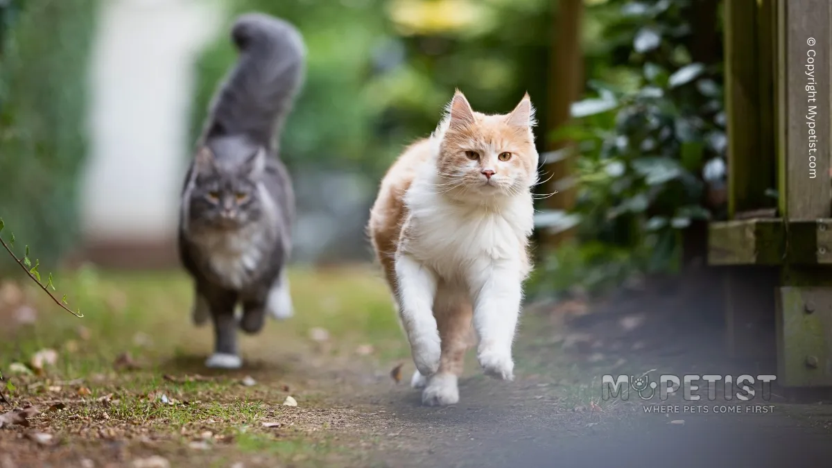 How To Train A Cat To Come When Called Where Pets Come First