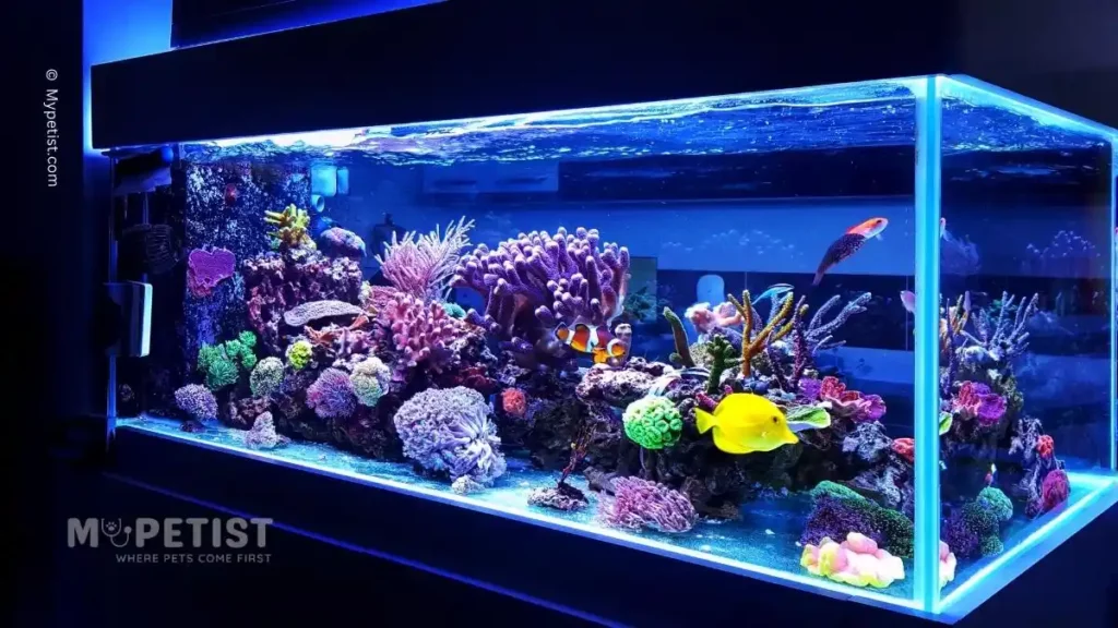 ultimate-guide-to-lighting-for-aquarium-plants