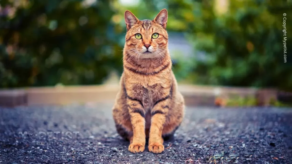 Why Does My Dog Stare at Me? Mystery Revealed 2 natural-homemade-cat-repellent-home-remedies-to-keep-cats-away