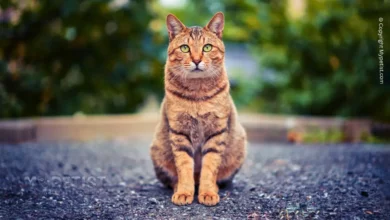 natural-homemade-cat-repellent-home-remedies-to-keep-cats-away