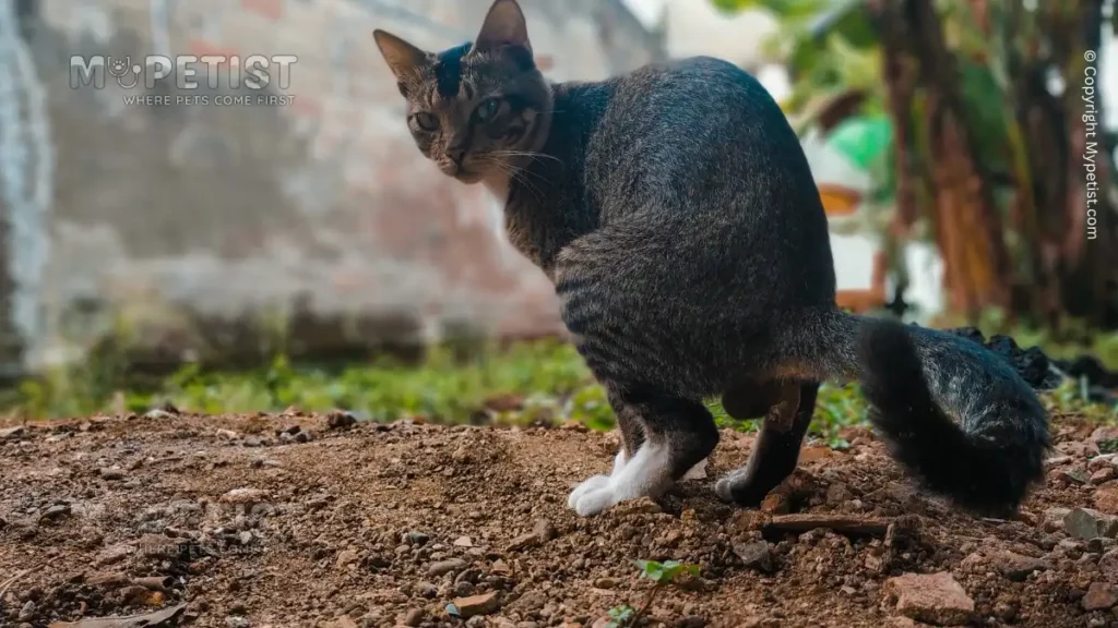 how-to-stop-cats-pooping-in-your-garden