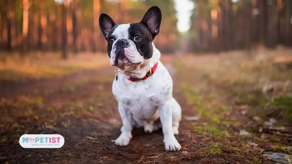 12-working-tips-to-train-a-french-bulldog-puppy