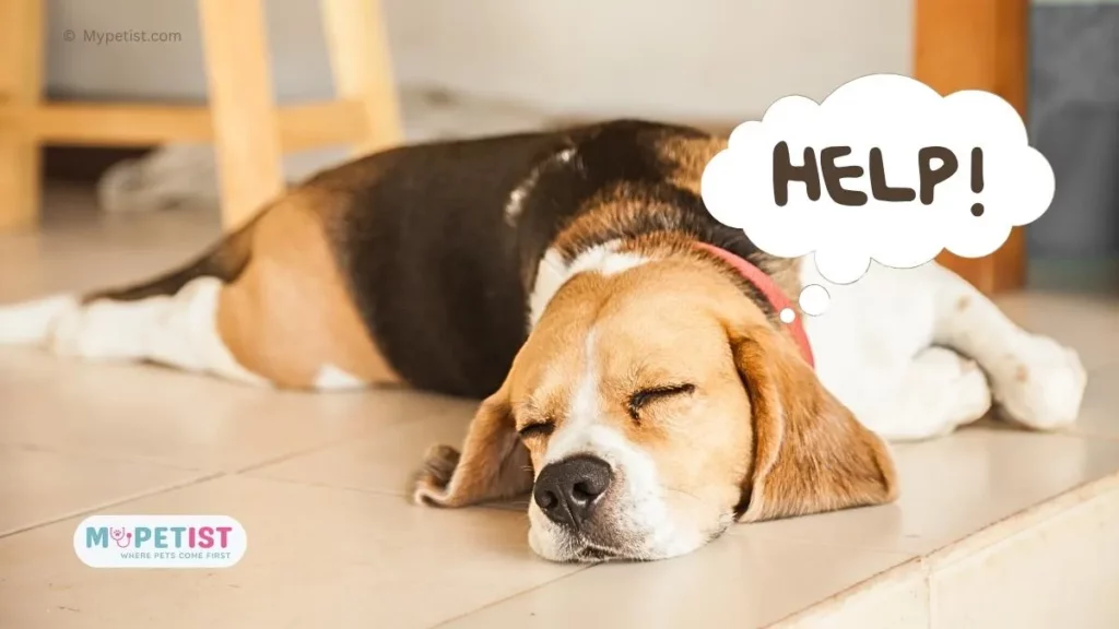6-most-common-dog-sleeping-positions-meaning