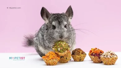 7-best-chinchilla-foods-for-a-happy-tummy