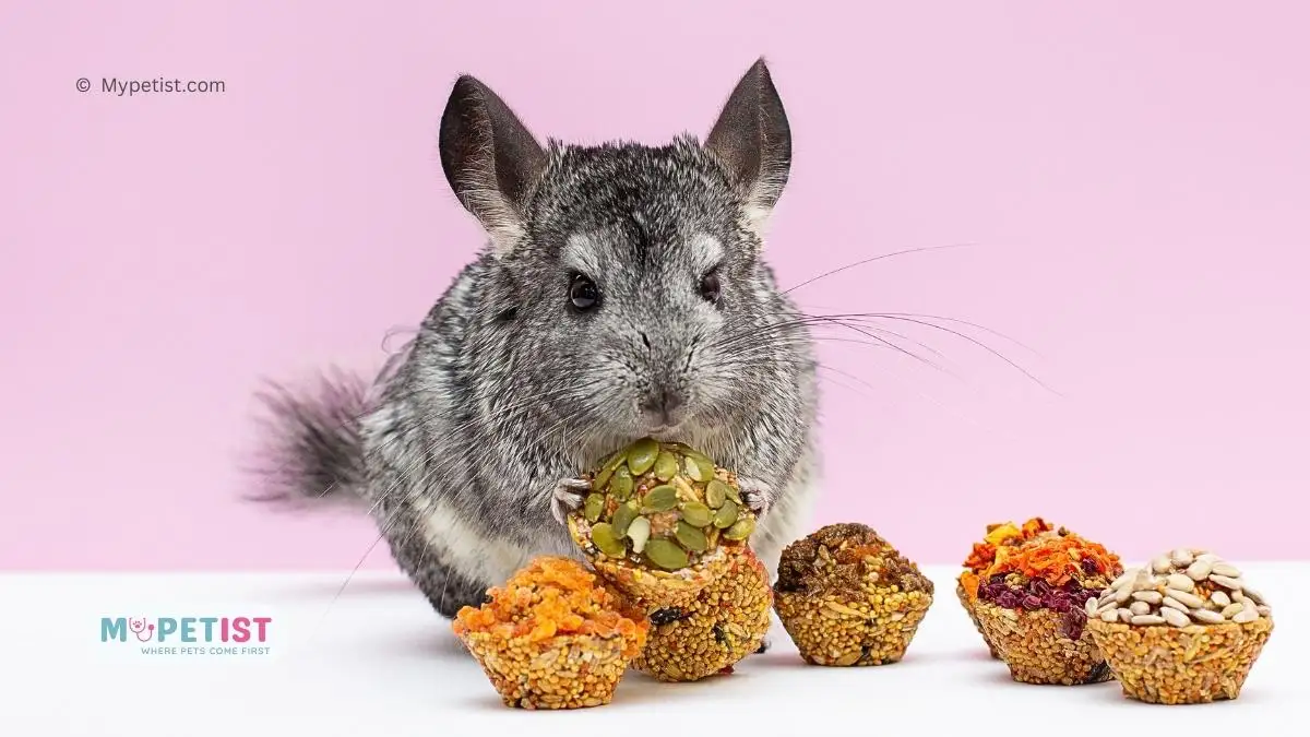 7 Best Chinchilla Foods For A Happy Tummy! Where Pets Come First
