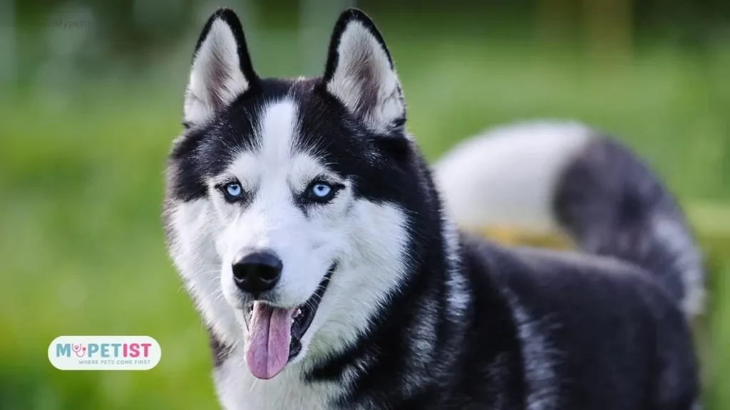 9 Reasons Why Huskies Are The Weirdest Dog Breed 1 9-reasons-why-huskies-are-the-weirdest-dog-breed