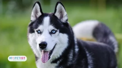 9-reasons-why-huskies-are-the-weirdest-dog-breed