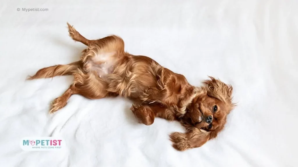 6 Most Common Dog Sleeping Positions Meaning 3 The-Spooner-Dog-Sleeping-Position-meaning