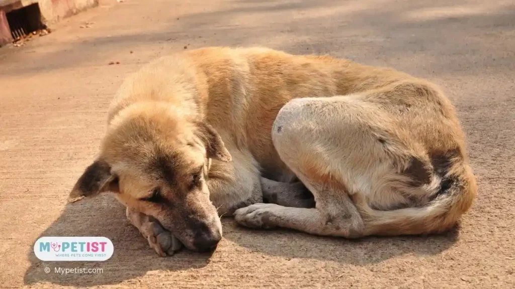 6 Most Common Dog Sleeping Positions Meaning 2 The-classic-curl-Dog-Sleeping-Position-meaning