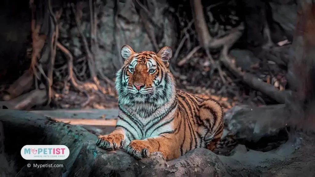 Are African Lions Stronger than Siberian Tigers? 1 are-african-lions-stronger-than-siberian-tigers