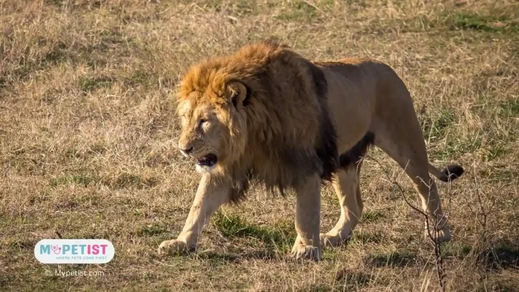Are African Lions Stronger Than Siberian Tigers? - Richardpets