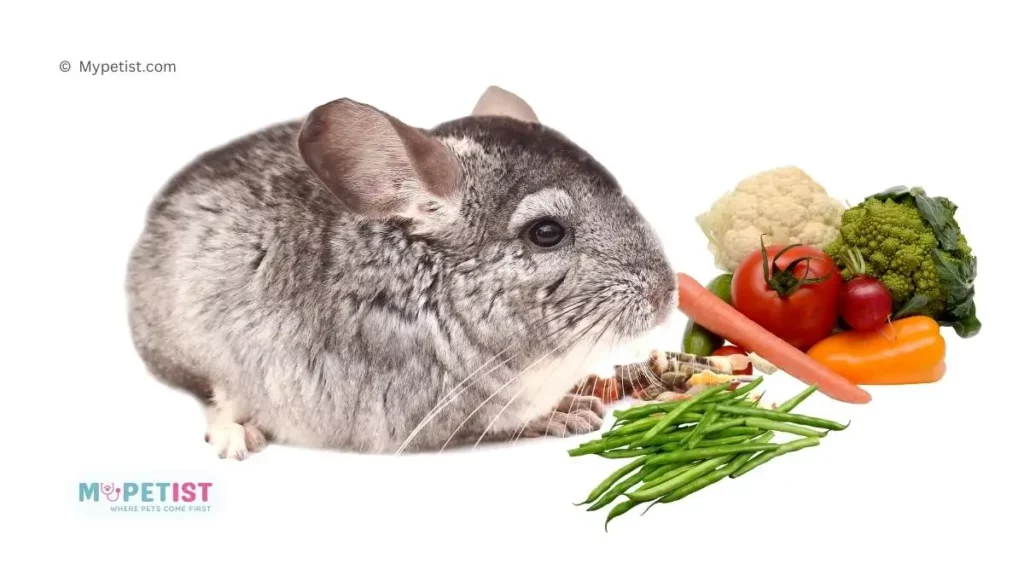 best-chinchilla-food-for-sensitive-stomachs