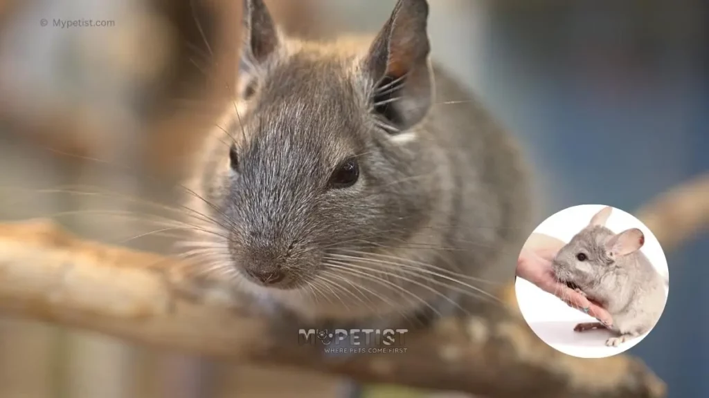 chinchillas-the-underrated-pet-trend-you-need-to-try-now